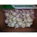 High Quality Fresh Normal White Garlic 2019